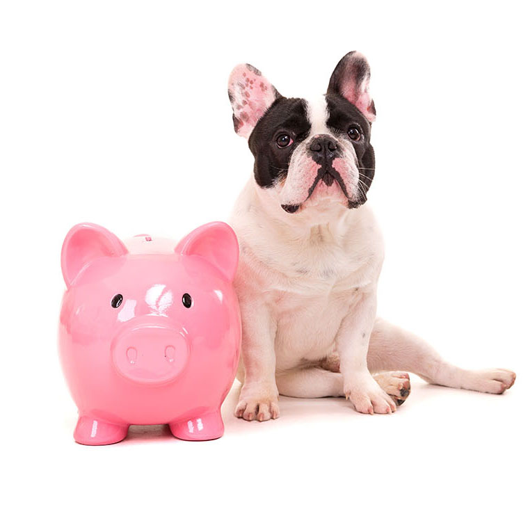 frenchie with pink piggy bank 1x1