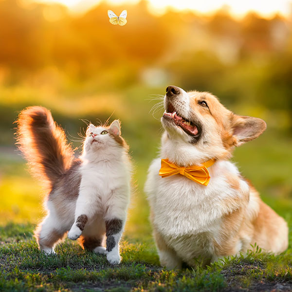 cute fluffy friends a cat and a dog catch a flying butterfly in a sunny summer garden
