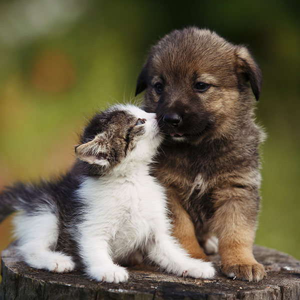 cute puppy and kitten on the grass outdoor;