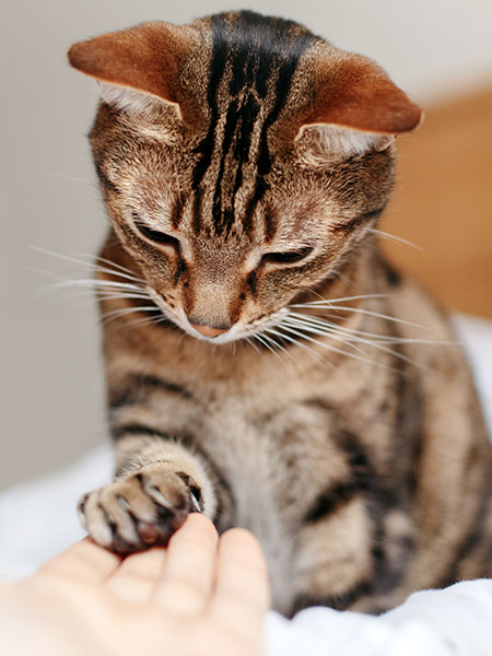 Man giving open empty hand palm to tabby cat. Woman touching cats paw as sign of support, compassion and care. Relationship friendship of human and domestic feline animal pet.