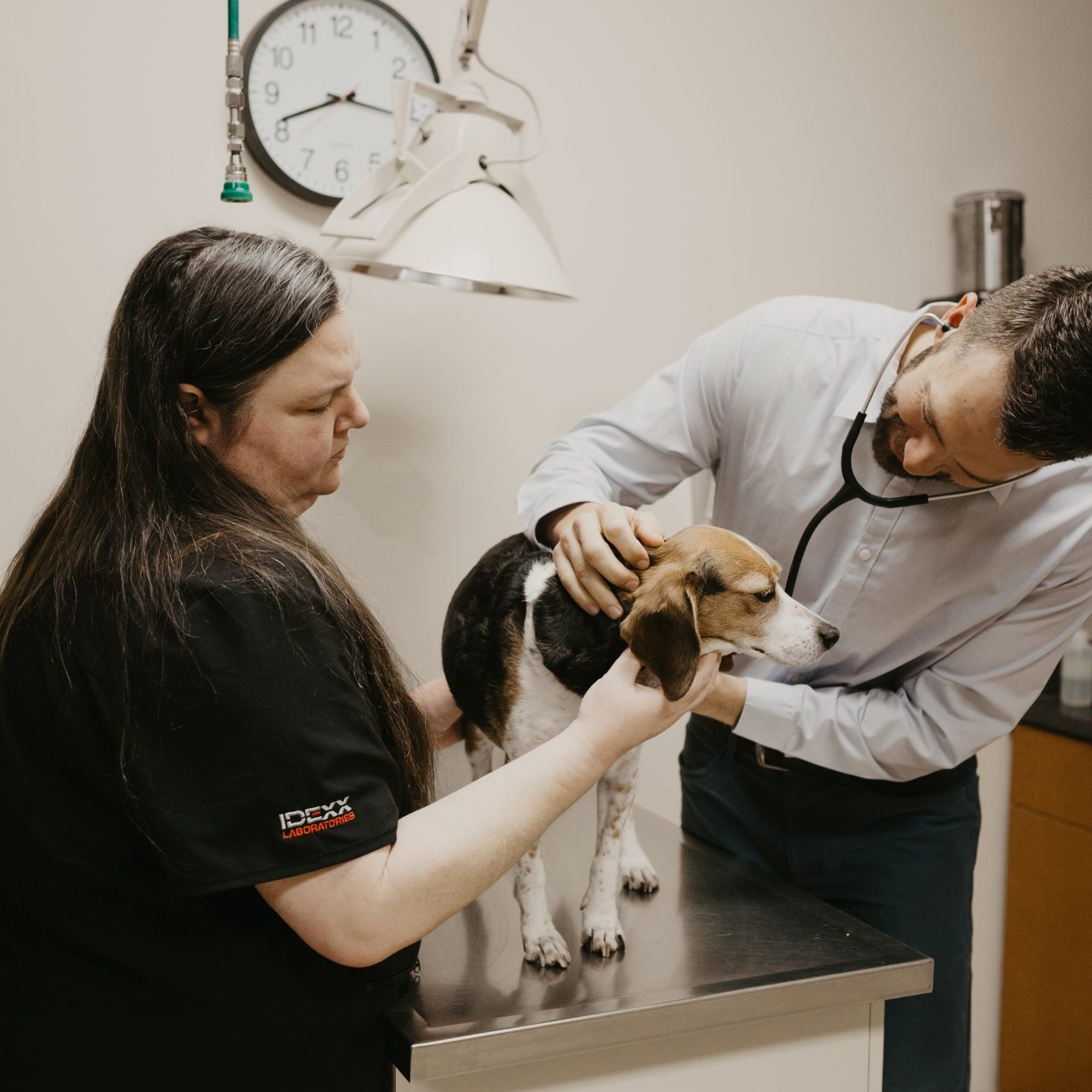 Dog at a Wellness visit at Archdale Animal Clinic