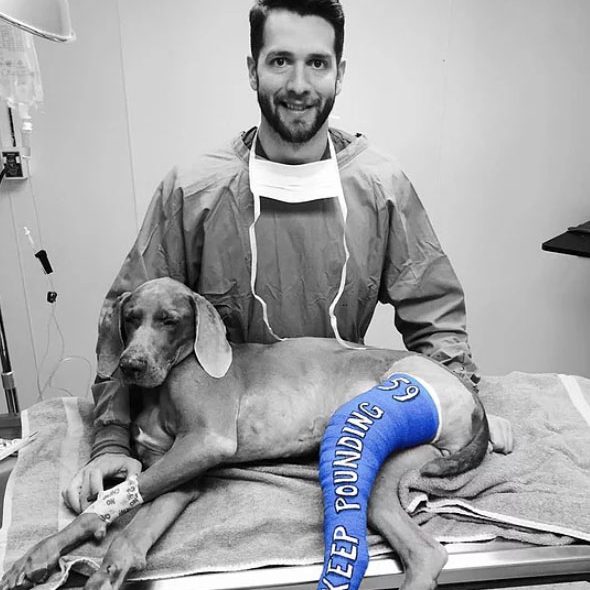Dog with a blue cast on his leg with a Veterinarian at Archdale Animal Clinic