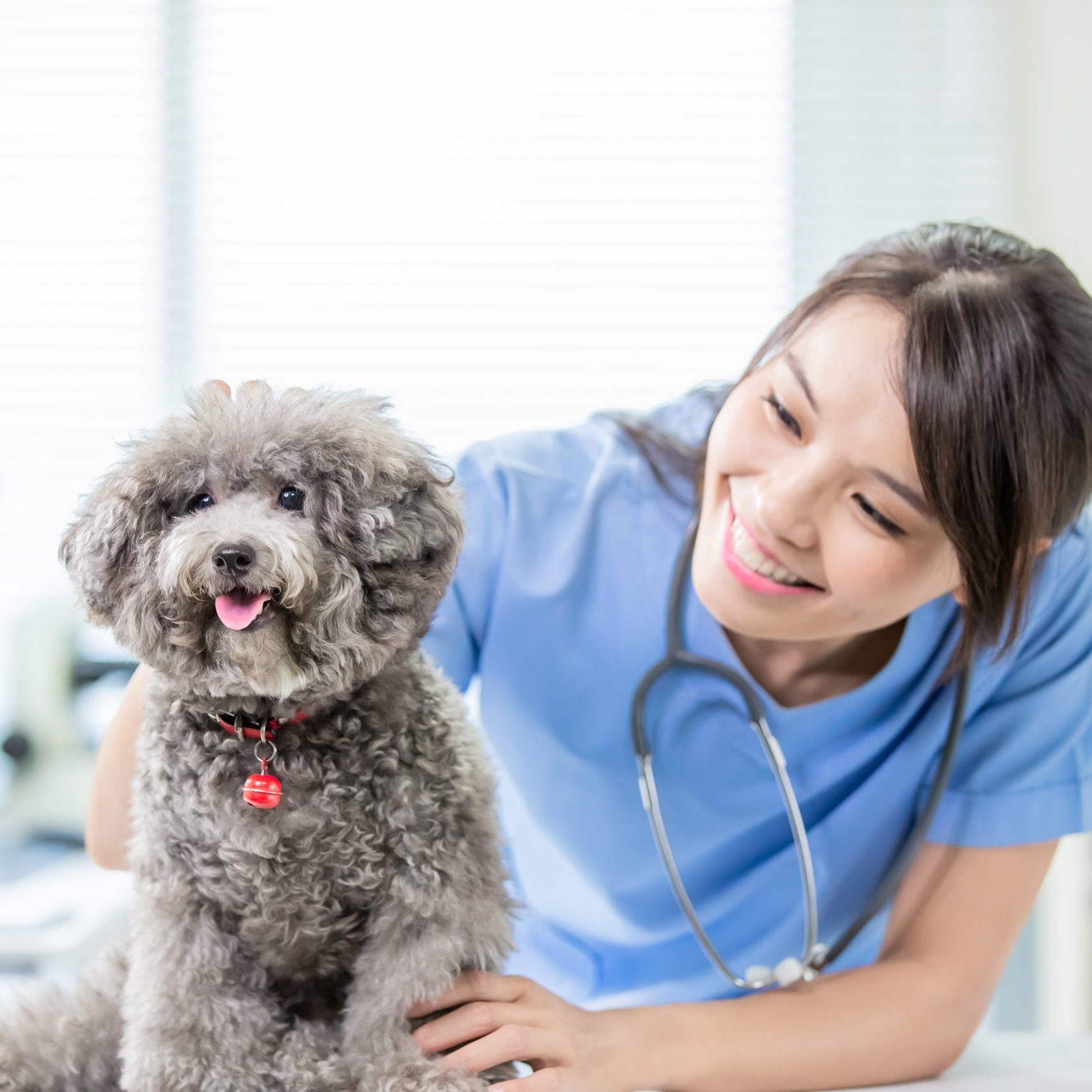 Vet with a dog getting a check up